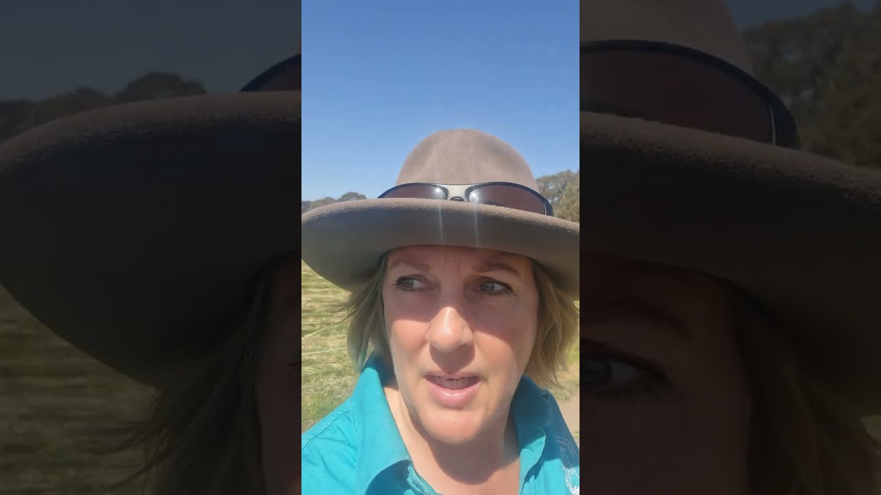 Equine Facilitated Learning in the Grampians