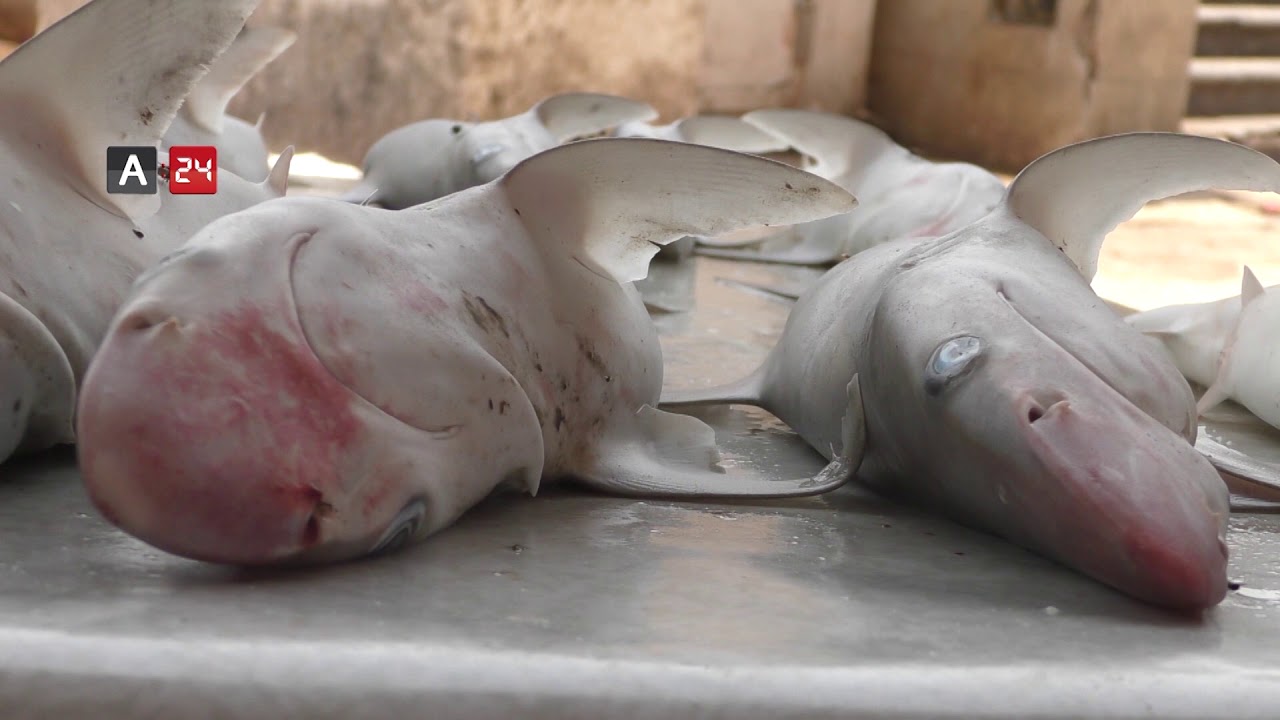 Yemen| “Sira” market known as the most important fish market in Aden