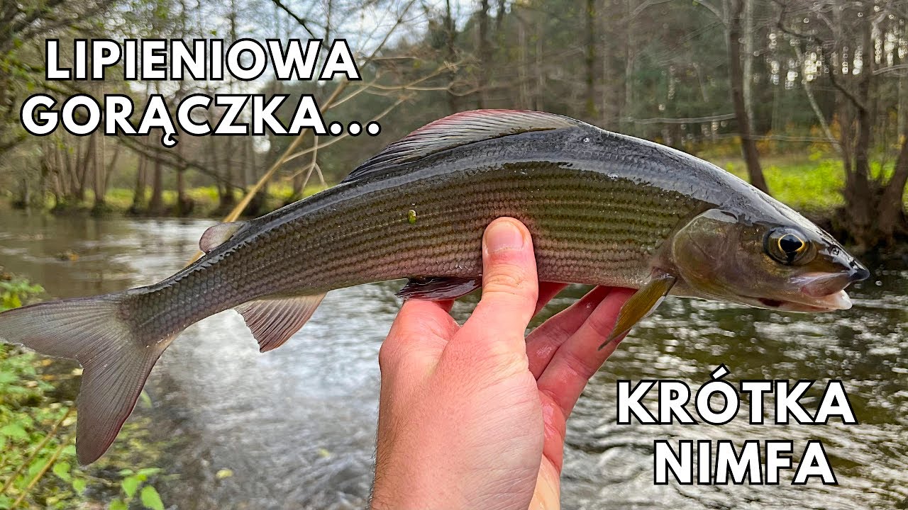 Pomorskie Lipienie na Krótką Nimfę | Jesienne Wędkarstwo Muchowe | Polish Nymphing