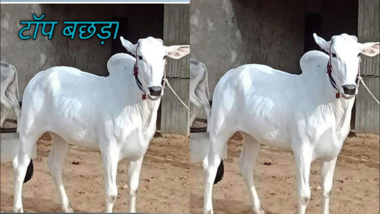 हरियाणा पंजाब के स्टार  बैल 👌👌 kalirawna dairy farm ,🙏🙏🙏🙏