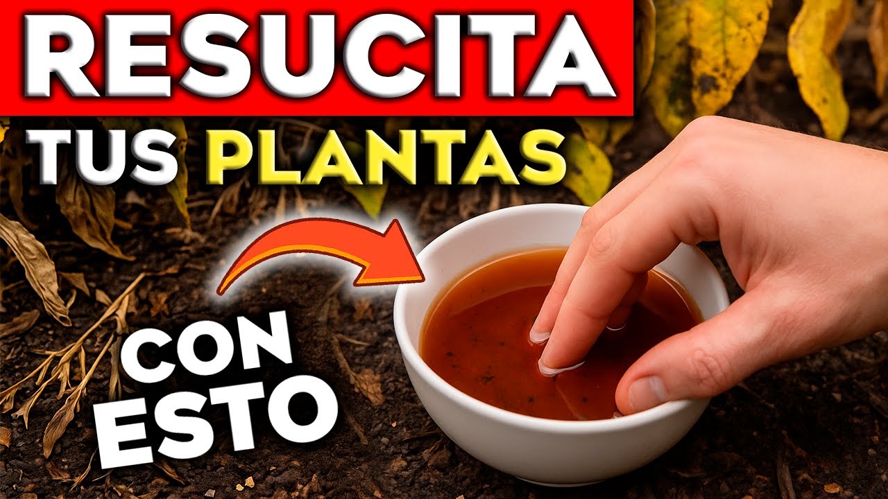 ÚSALO en tus PLANTAS y REVIVEN al INSTANTE 🌱 (FUNCIONA en Plantas MUERTAS y Enfermas)