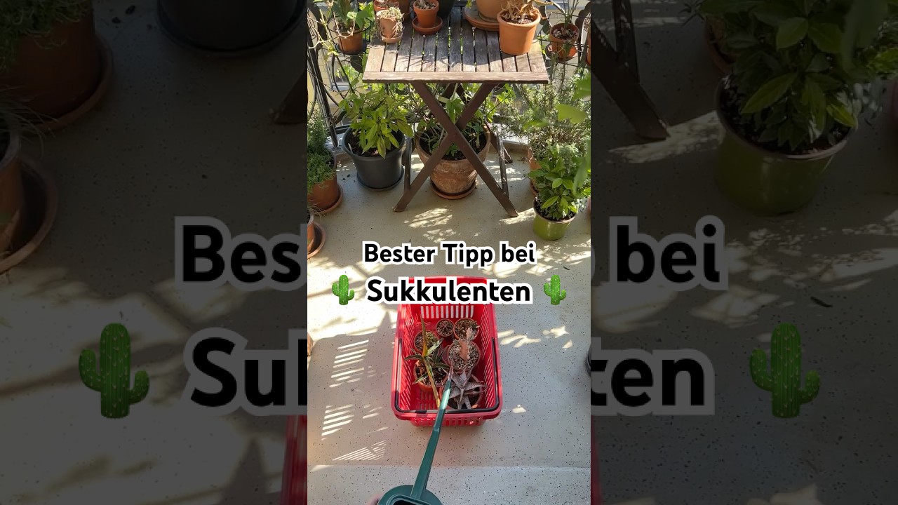 Dieser Tipp f&uuml;r Sukkulenten &auml;ndert alles 🌵☀️ #shorts #cacti #succulent #plants #urbangardening