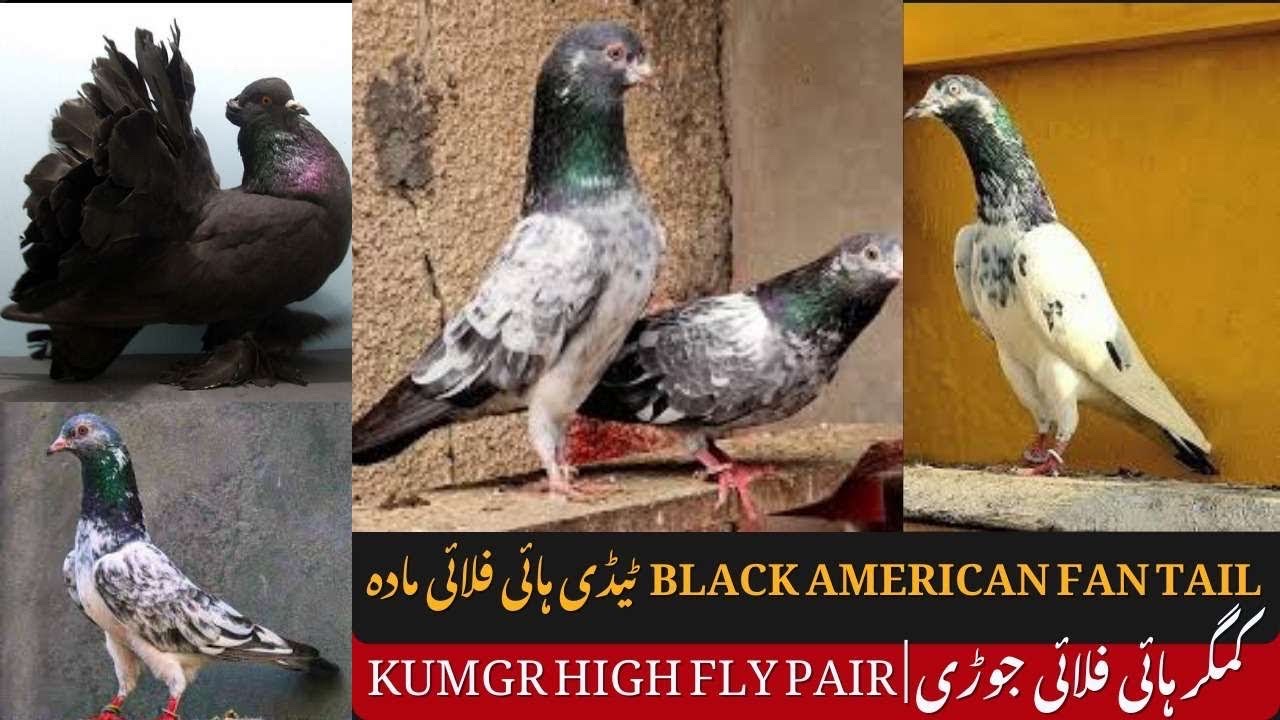 New birds in my aviary