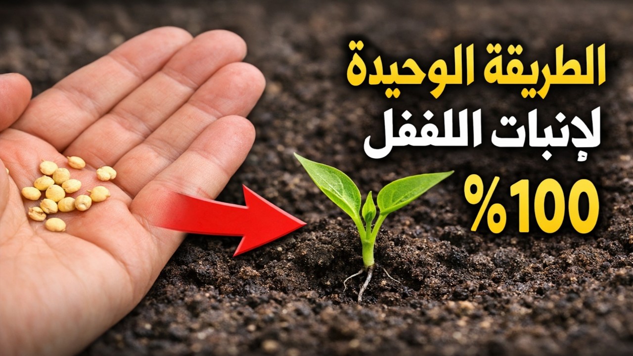وداعاً لفشل زراعة الفلفل! الطريقة الوحيدة التي تضمن إنبات البذور بنسبة ١٠٠٪ كل مرة