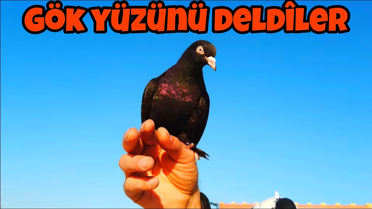 YENİ KUŞLARI UÇURDUM. DOLAPCILAR KAÇTILARMI DÖNDÜLERMİ?