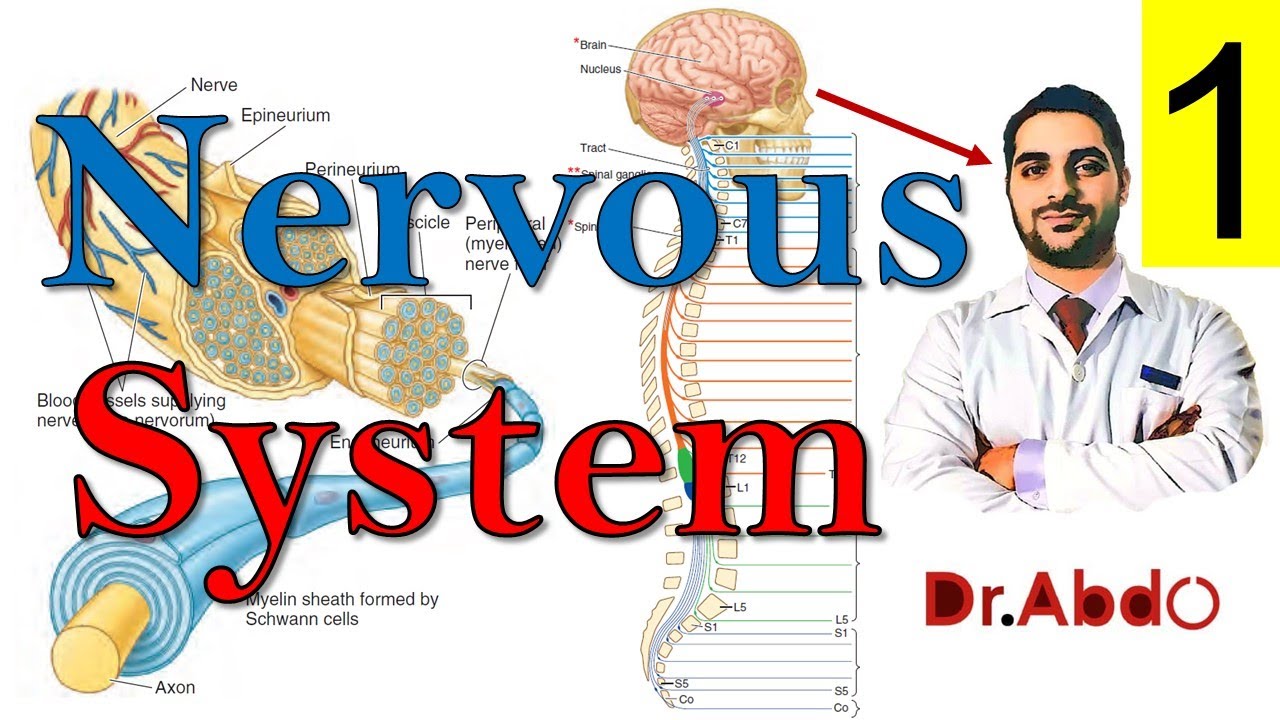 16. Central & Peripheral #nervous_system (1/2) |  مقدمة عن علم التشريح - سنة أولى طب | [A1] [16/20]
