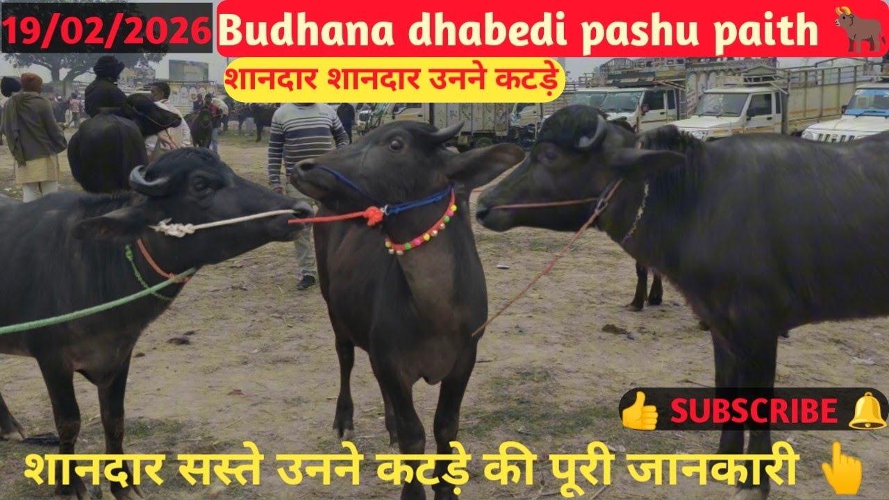 शानदार उनने उनने कटड़े Dhabedi pashu paith की पूरी जानकारी के लिए वीडियो को पूरा देखे 📹👆 #viral 