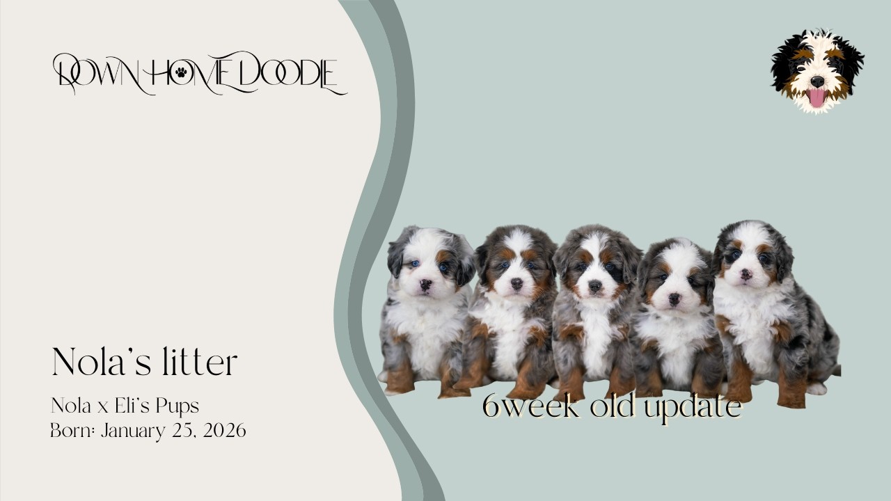 Nola x Eli's Medium Ultra Bernedoodle Puppies | Down Home Doodle — 6week old update