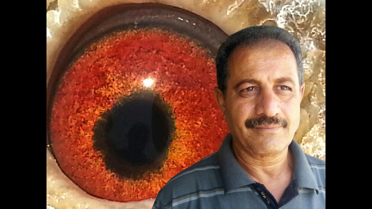 من لوفت البطل اليمني / شهاب رضا .تنشيط طيور سباق 2015 فوق اللوفت