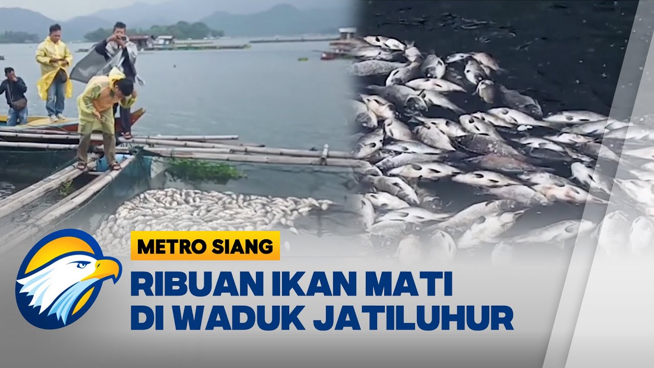 Ribuan Ikan Mati Mendadak di Waduk Jatiluhur- [Metro Siang]