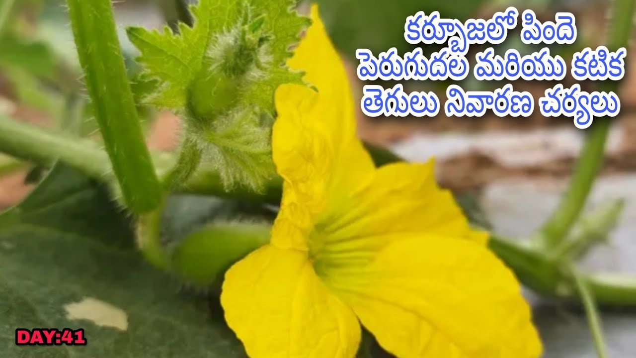 EP:11 MUSKMELON కర్బూజాలో 41వ రోజు కటిక తెగులు నివారణకు మందుల పిచ్చుకారీ | |AGRI GURU | |