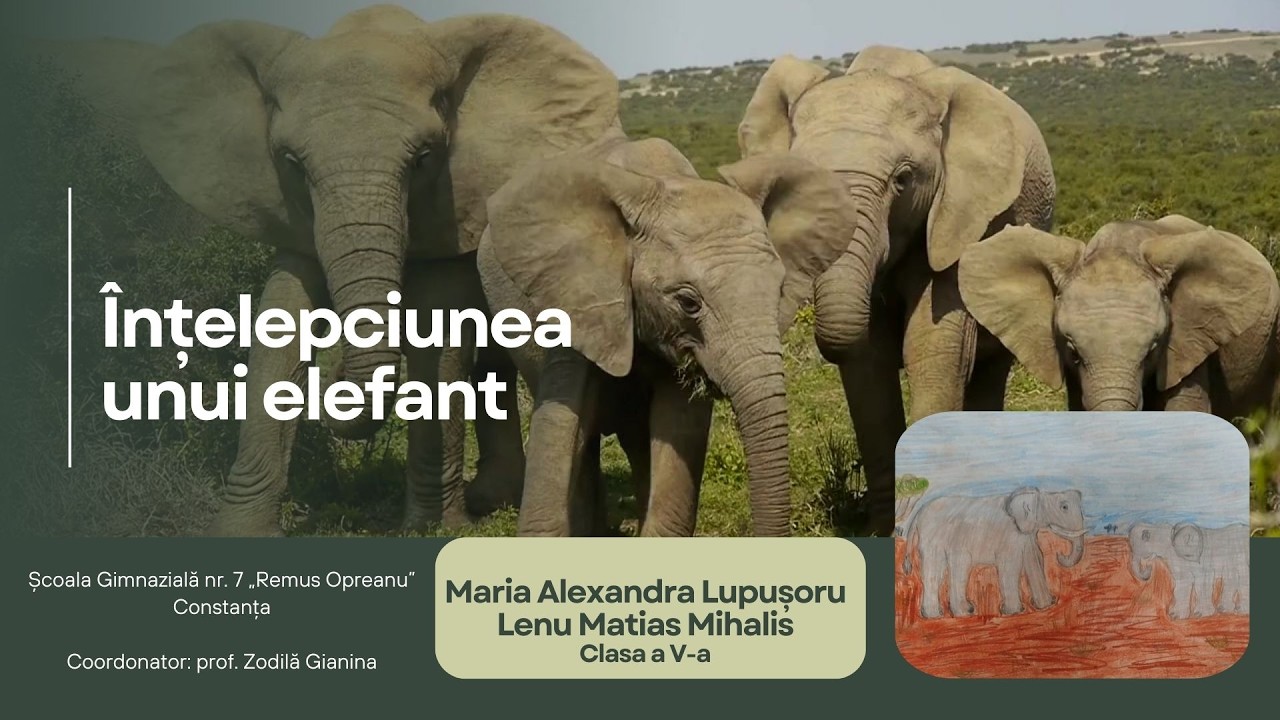 Înțelepciunea unui elefant