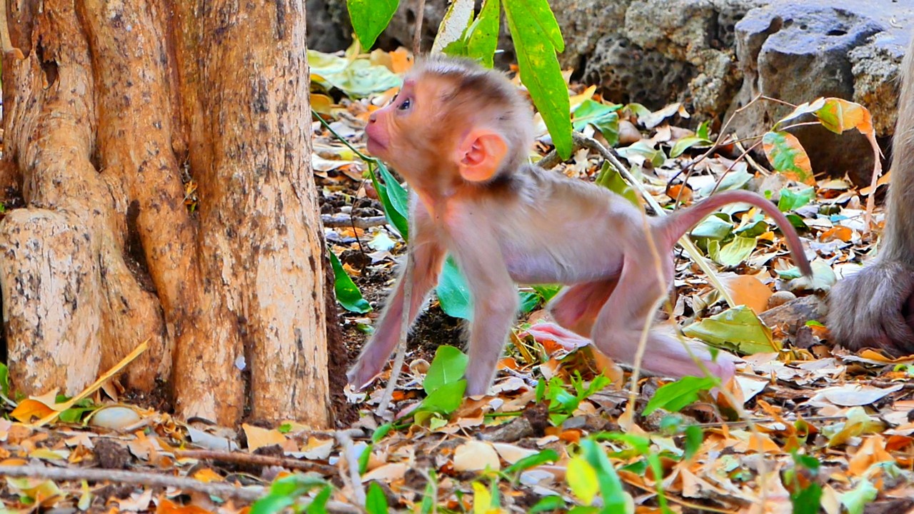 Baby Monkey Steely Walking Strong for the First Time 🐒💪