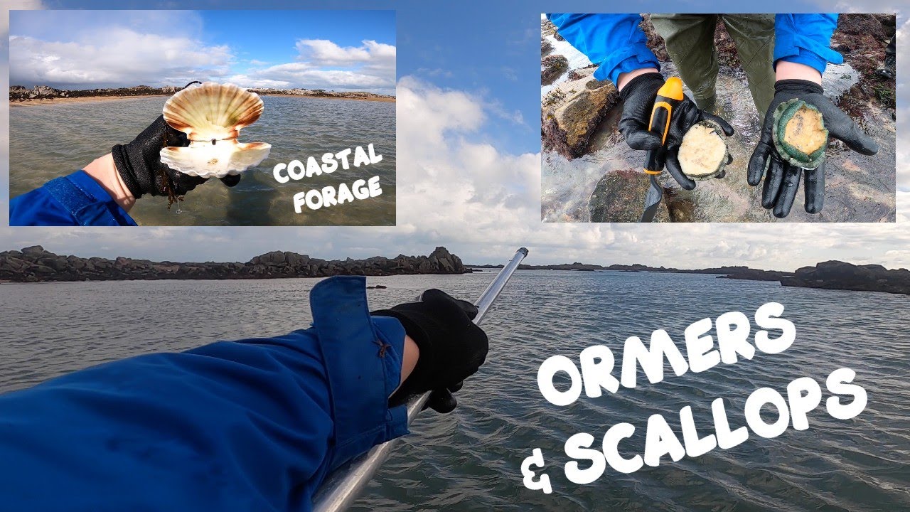 Coastal Foraging for Seafood, Lobsters & PLENTY of Scallops | FORAGE with Friends | Crabs, wrasse