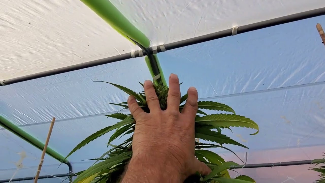 Grow California Dream for Monster Buds