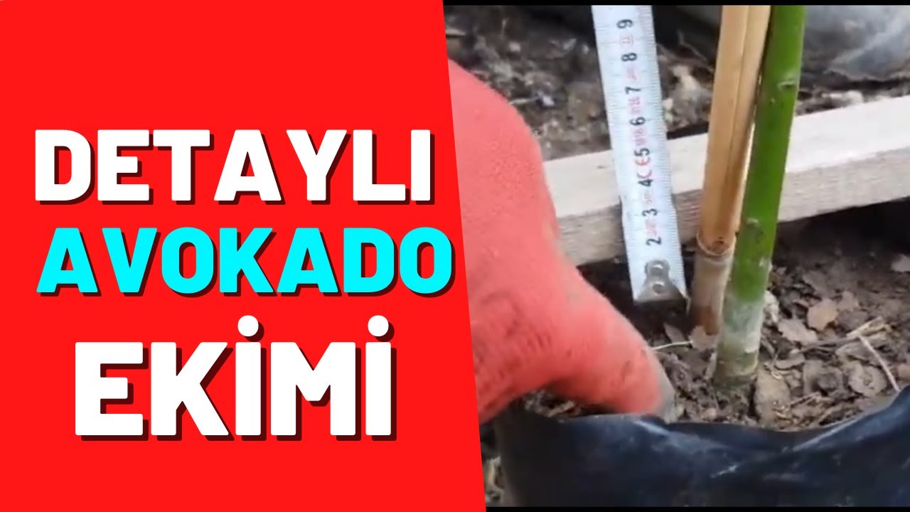 AVOKADO fidanı nasıl EKİLİR avokado ekim çukuru #tropikaltoprakalanya  #avokadoekim 05326791777