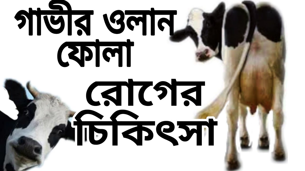 গাভীর ওলানে পানি জমলে করণীয় কি