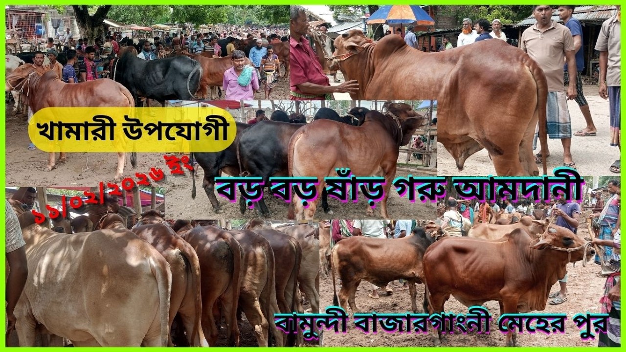 ভোটের আগেএকেবারে বাছাইকৃত কোরবানী উপযোগী হাটের সেরা সব কালেকশন  গাংনী মেহেরপুর cowpricein bangladesh