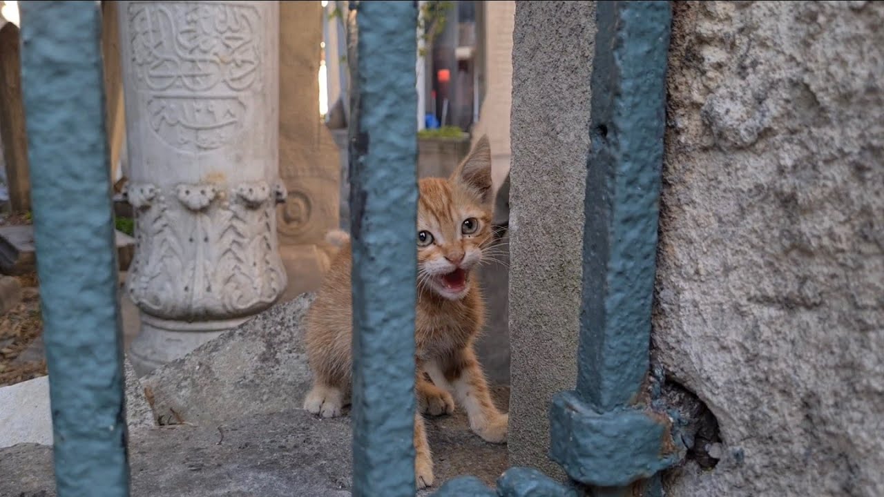 Little Yellow Kitten smelled food and went crazy.