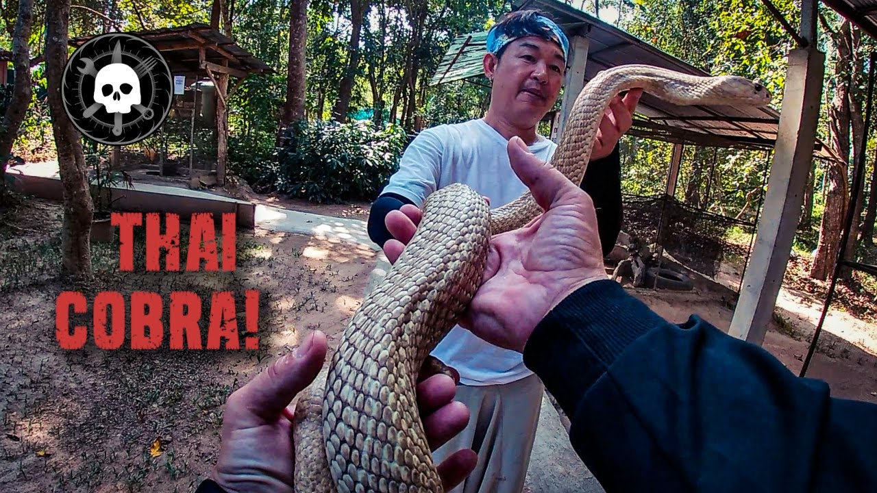 Handling Venomous Snakes in Thailand - Thai Cobra Show