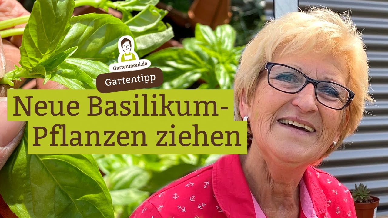 Neue Basilikum-Pflanzen selber ziehen und vermehren, l&auml;nger zartes Basilikum ernten