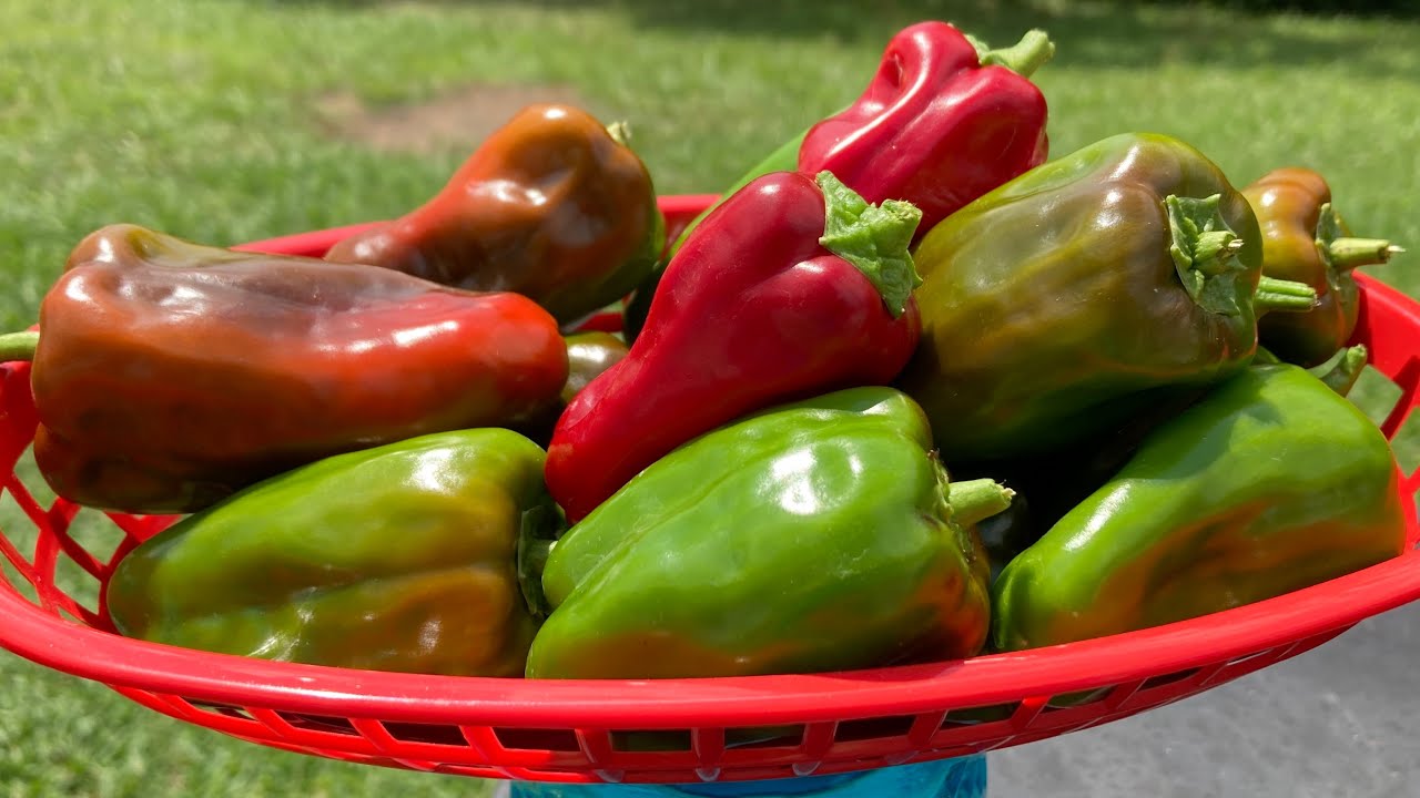 SWEET HEAT PEPPERS 🌶 by Bonnie Plants | best peppers to grow | peppers grown in containers