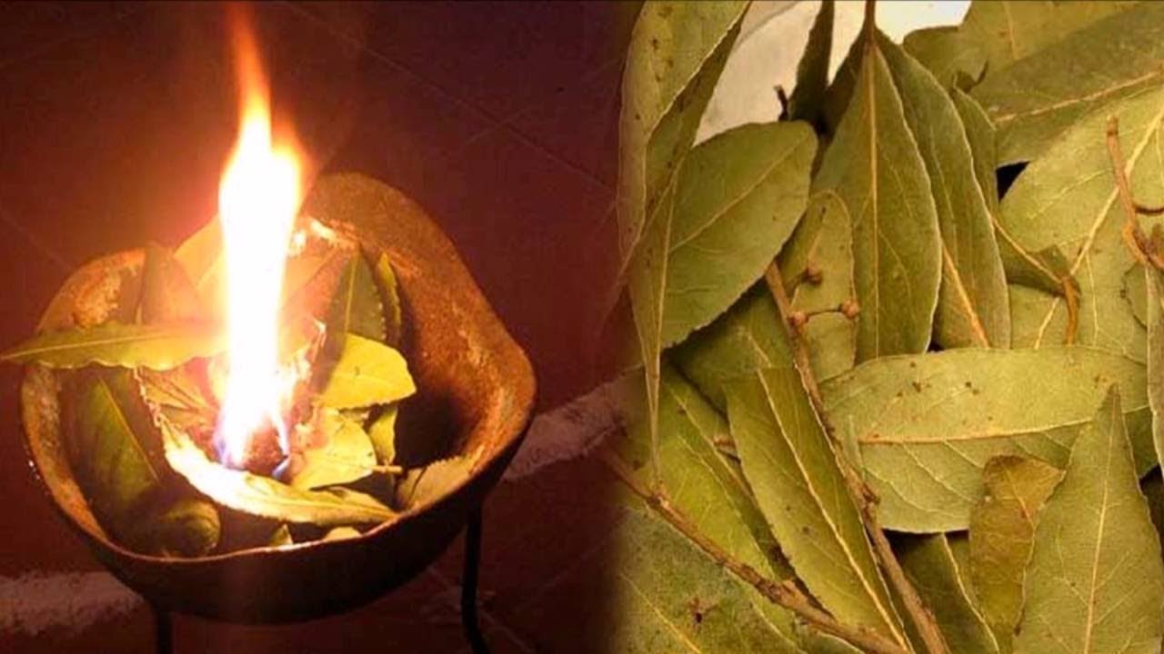 Verbrenne ein paar Lorbeerblätter und schau was 10 Minuten später passiert!