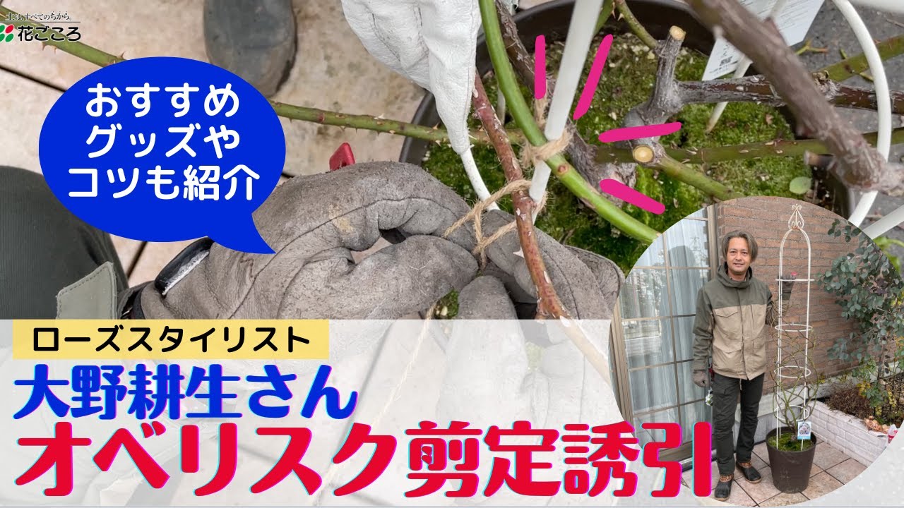 【バラ】ラ・ブロッシュ　オベリスク冬のバラの剪定と誘引【大野耕生さん】