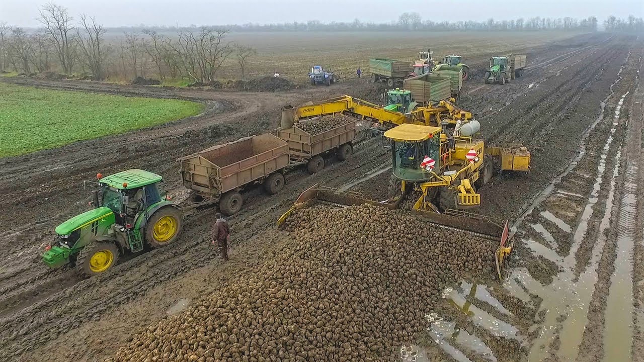 ROPA EURO MAUS loading sugar beet - 11X John Deere Tractors + Claas Axion + Rába Steiger