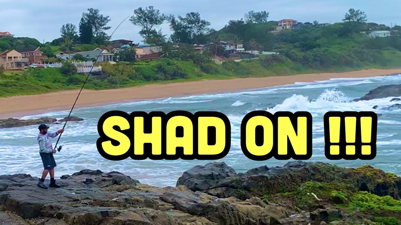 Shad Fishing Durban North Coast South Africa