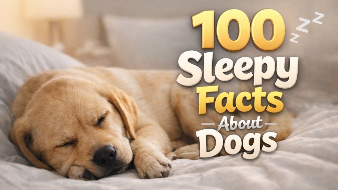 The Most Peaceful Facts About Dogs To Fall Asleep To