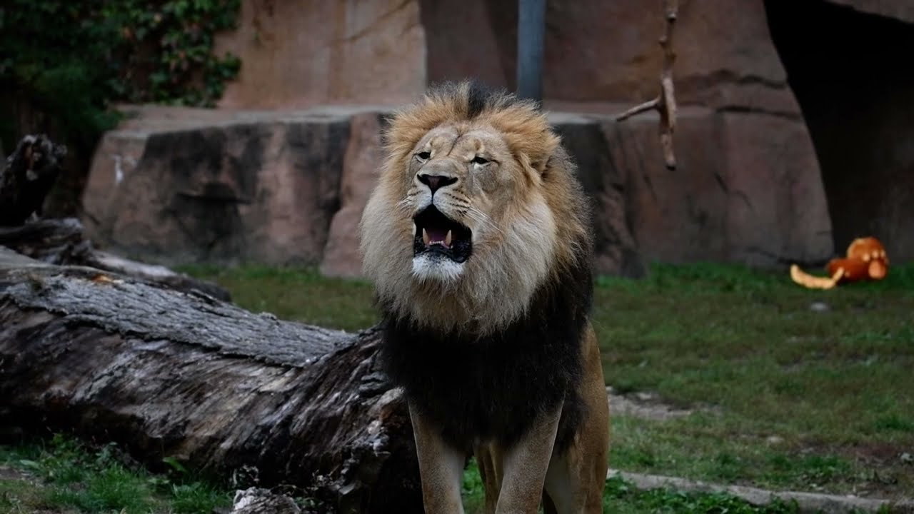 Titus roaring