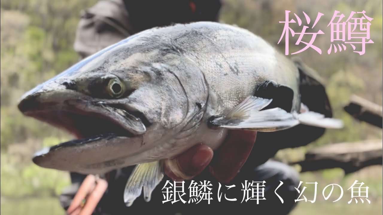 【桜鱒】山々に囲まれた上流域で出た幻の魚【2023/4月下旬】【子吉川】