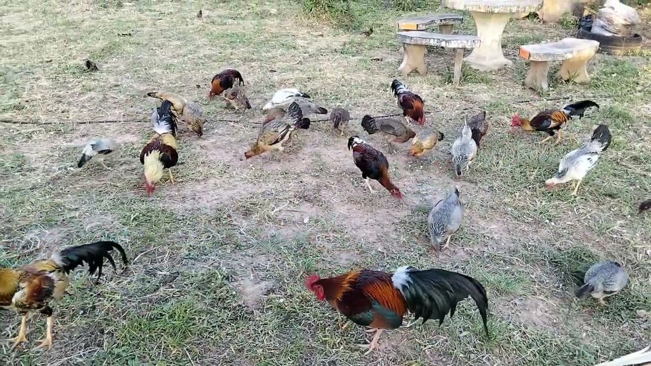 #เรื่องของไก่เราใส่ใจก้อมีความสุขจ้า