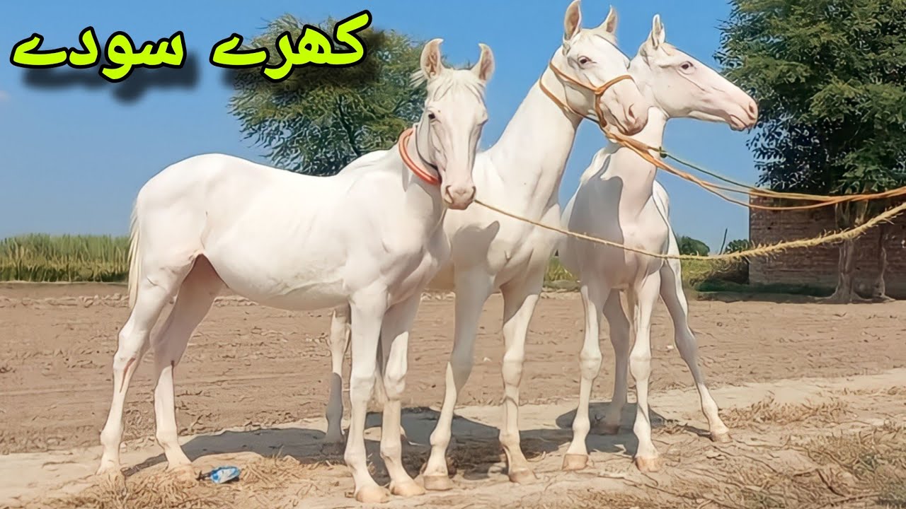 Nukry Horse For Sale