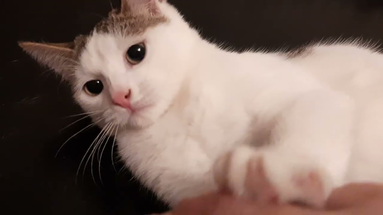 Снимала Бусинку для пиара. И вскоре она уехала в семью ) Малышка дома ❤