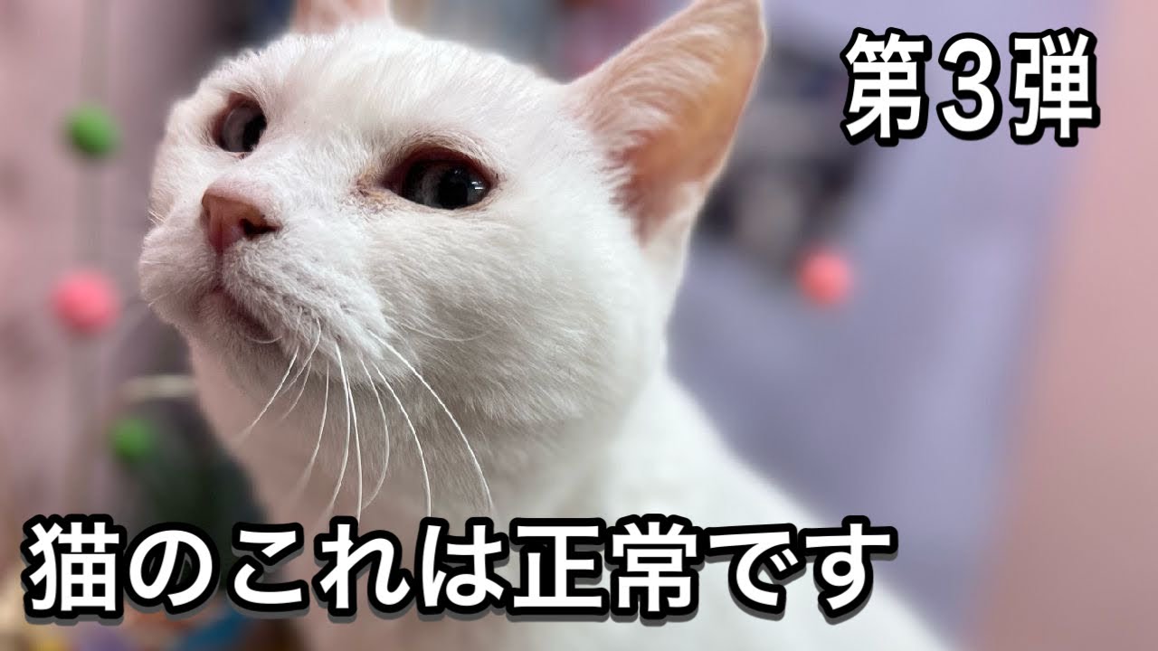よく聞かれる猫のこれ、正常です【猫の正常な鼻くそ】