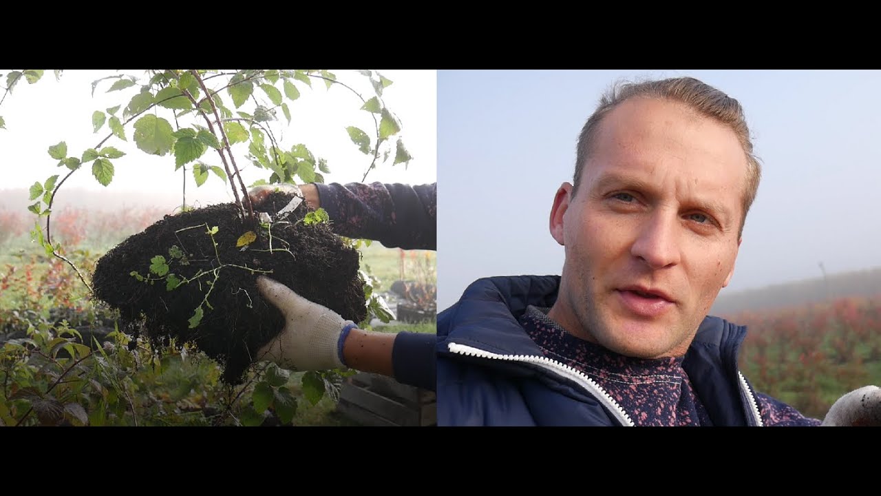Malina Czarna BRISTOL po 2 Miesiącach w Skrzynce