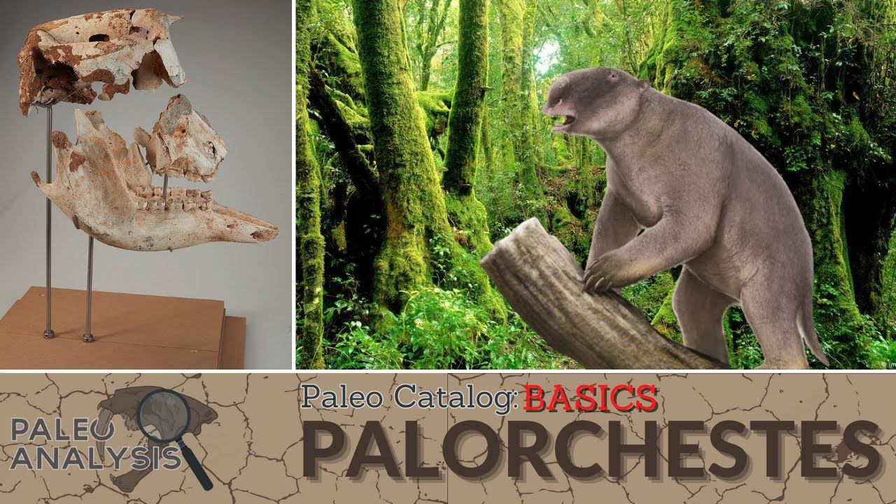 Paleo Catalog Basics: Palorchestes (Marsupial Ground Sloth?)