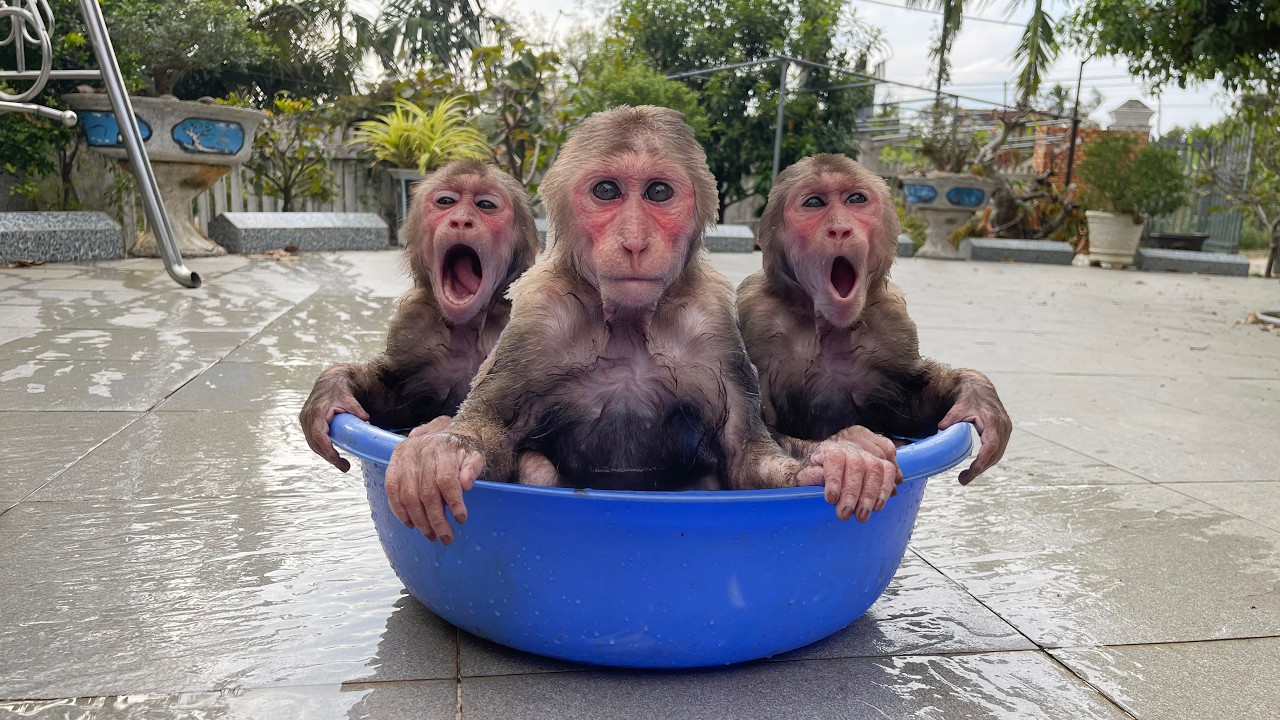 Cubis Can't Contain His Excitement During Bath Time with Dad❤️❤️