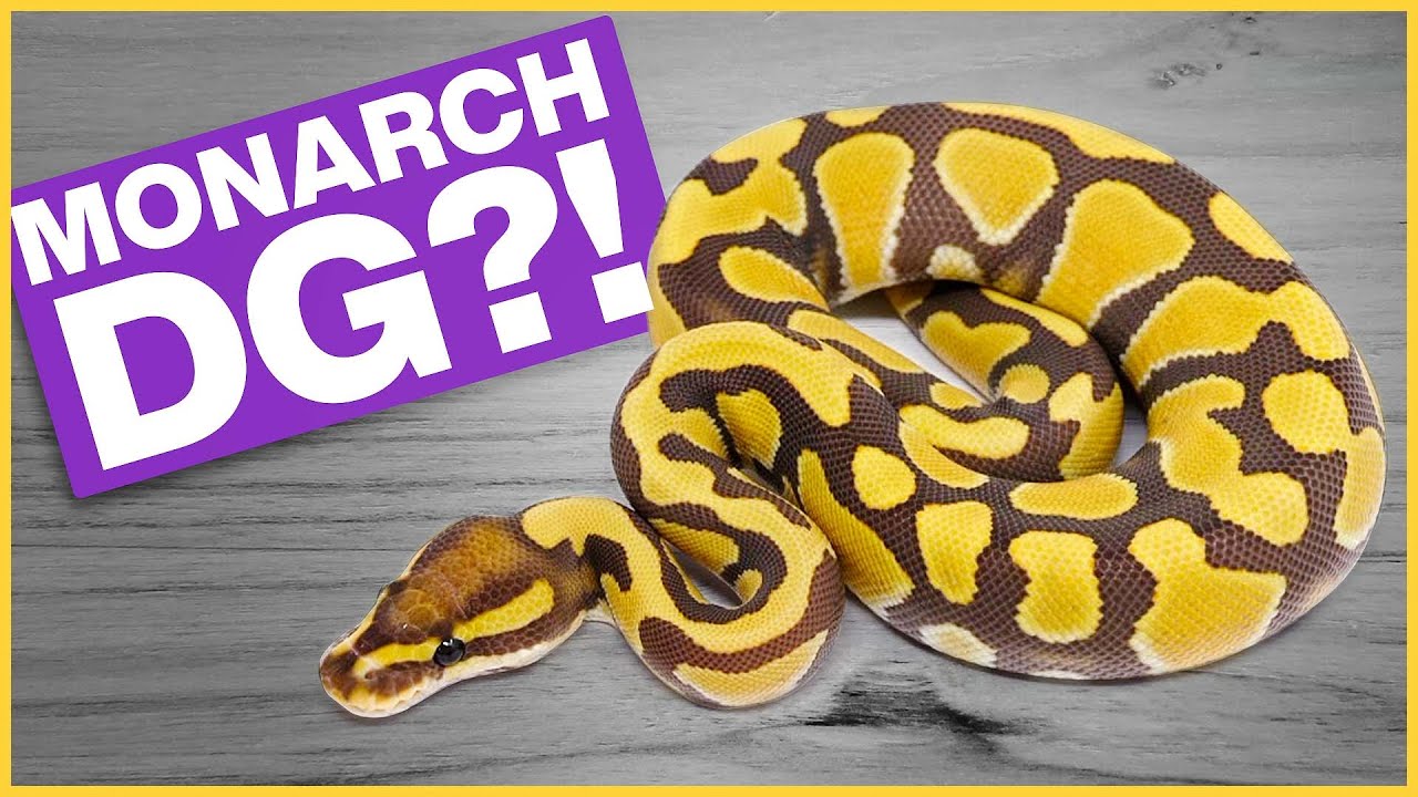 NEVER Before Seen Monarchs! &mdash; feat. Showcase Serpents | #Hetflix 161