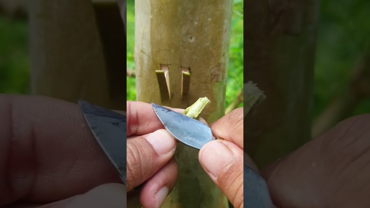 top working guava #guava #topworking #graft #graftingtree #gardening #nature