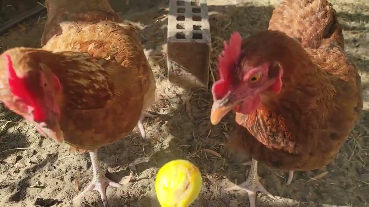 Hens Eating Figs 2026