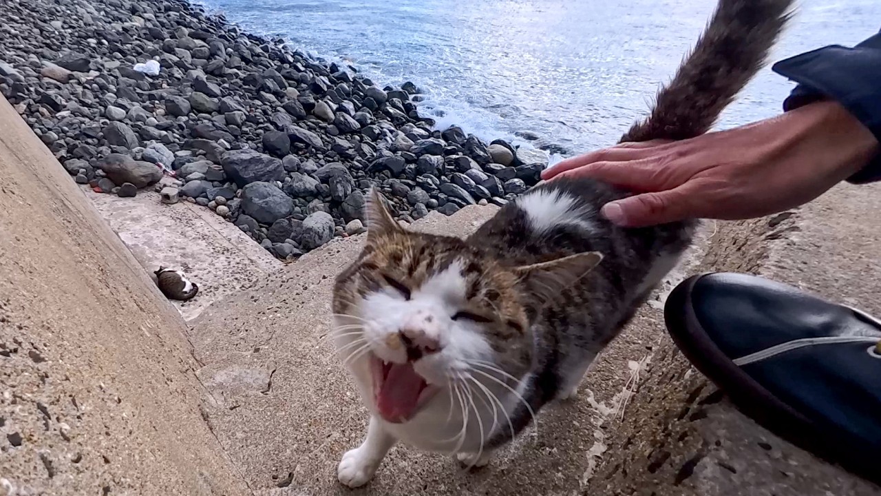 防波堤の階段で出会った甘えん坊猫をなでなでするだけで幸せすぎた…