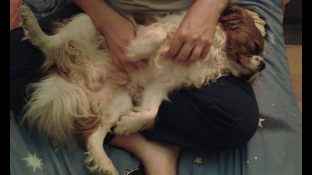 Cavalier King Charles Spaniel - dog massage - [Paca]