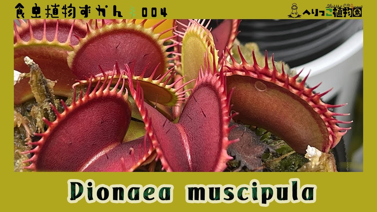 【食虫植物図鑑#004】ハエトリソウ * Dionaea muscipula【食虫植物の代表格！】ハエトリグサ・ハエジゴク・パックンフラワー