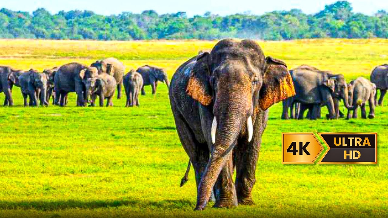 The Power of the Elephant Family