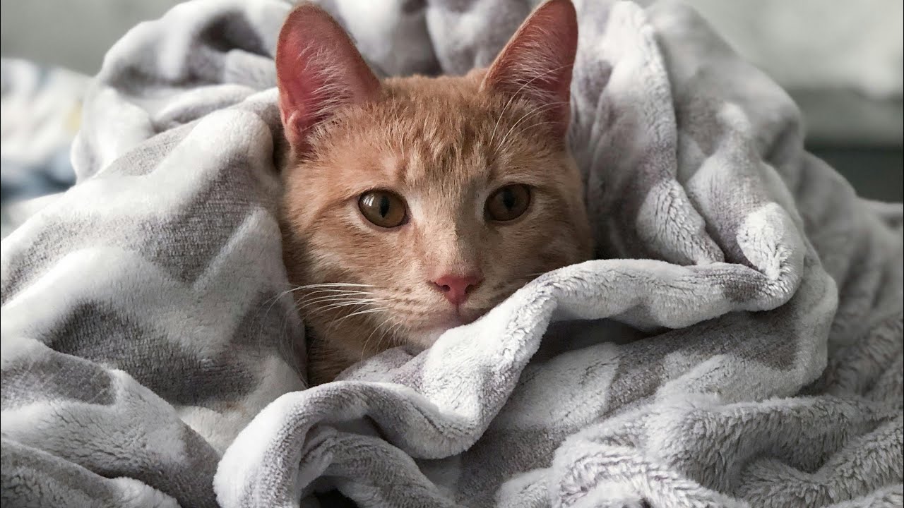 Cute cat videos 🤣funny cats videos 🤣funny animals videos #Cat #catloversusa 
