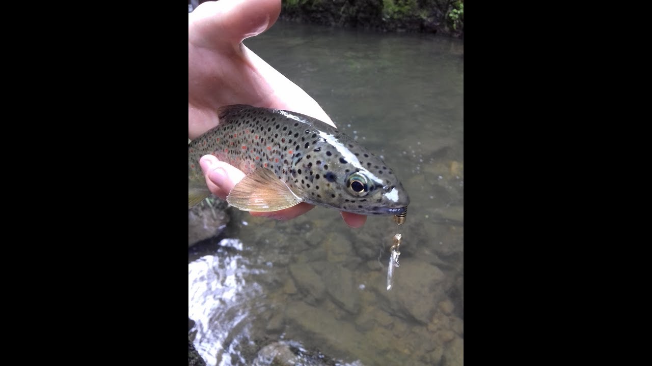 Pêche à la truite dans les gorges de la Bourne !