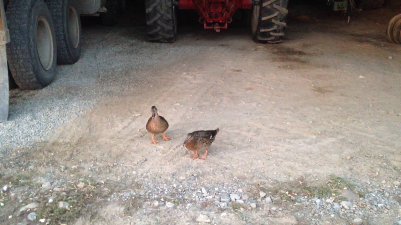 Female Mallard Duck calls